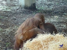 Tiergarten Schönbrunn am 11.April 2024